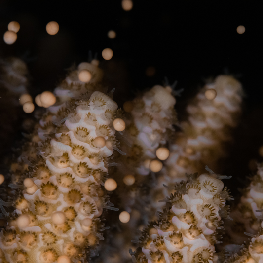 See the corals in detail with nearsighted mask