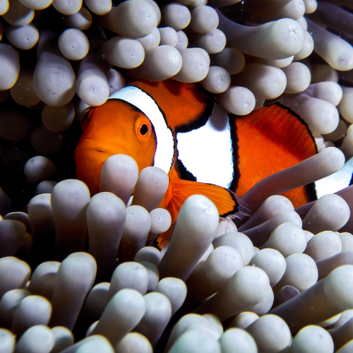 Finding Nemo and Inner Peace: How Snorkeling Can Ease Anxiety